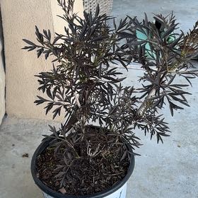 Photo of the plant species Black Lace Elderberry by @HelperTearose96 named Sol on Greg, the plant care app