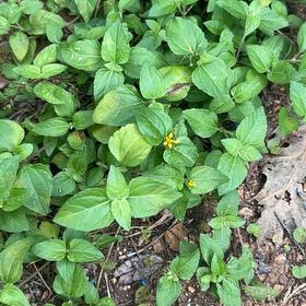 Photo of the plant species Straggler Daisy by @AnewTawapou0 named Demi on Greg, the plant care app