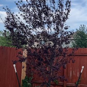 Photo of the plant species Purple Leaf Plum by @VocalRosebush39 named Foster’s Tree on Greg, the plant care app
