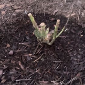 Photo of the plant species Dream Come True Rose by @VocalRosebush39 named Gus Gus on Greg, the plant care app