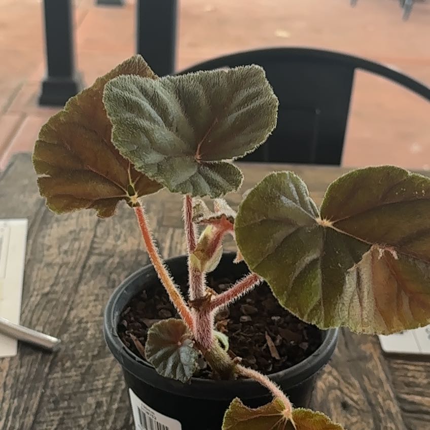 Photo of the plant species Hardy Begonia by @LeafMeAlone93 named Rodney on Greg, the plant care app