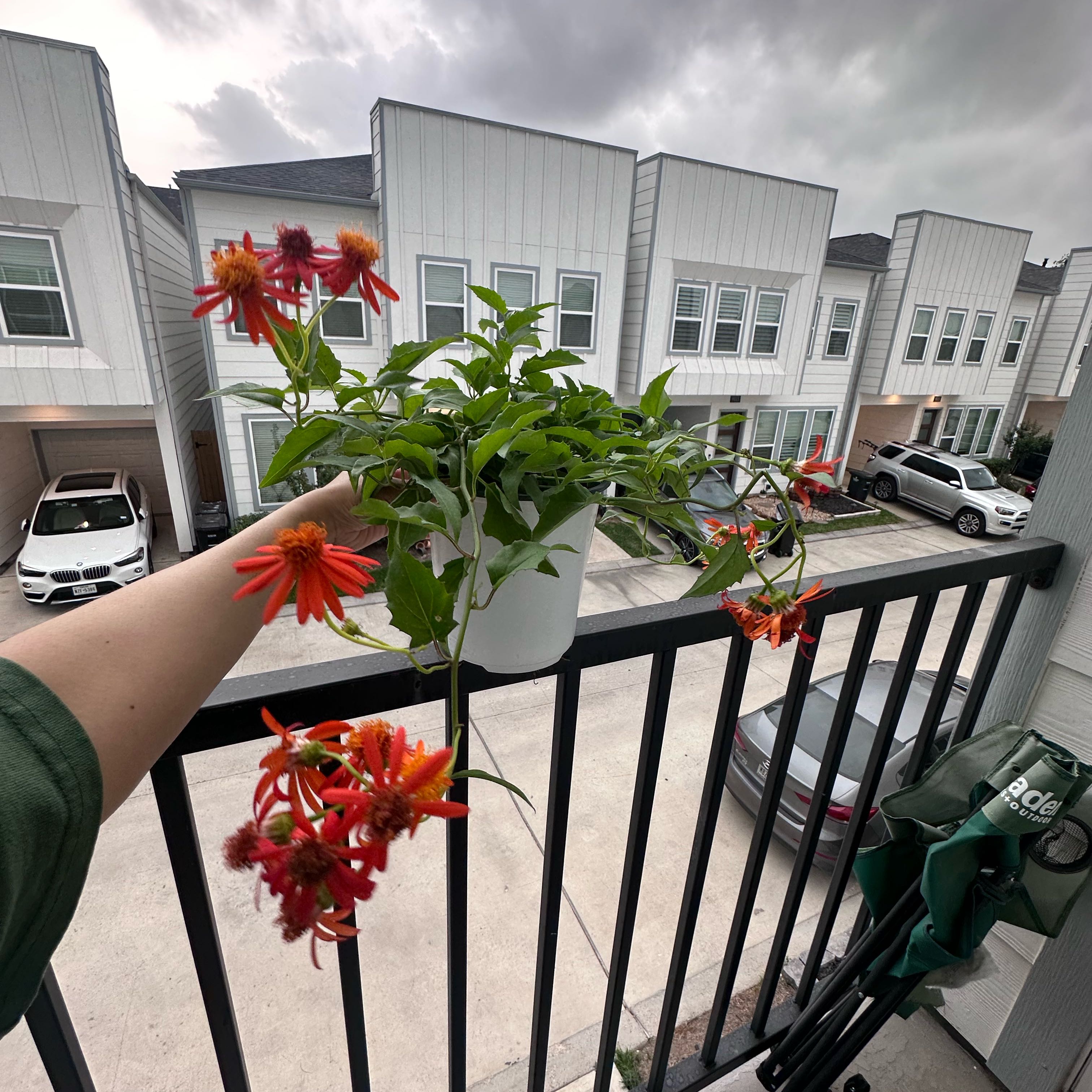 Photo of the plant species Mexican flamevine by @SoulfulSkypilot named Baesil on Greg, the plant care app