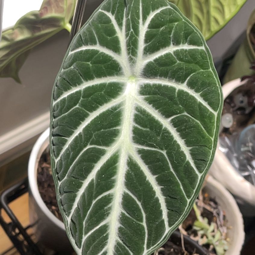 Photo of the plant species Alocasia Black Velvet Ninja by @WarmBeans3 named Leo on Greg, the plant care app