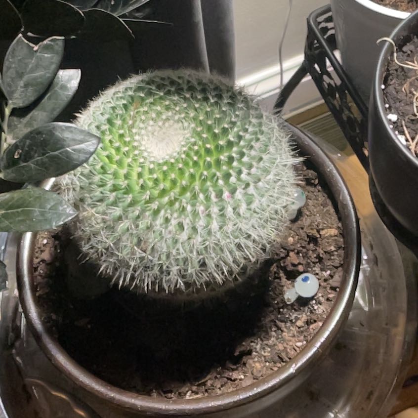 Photo of the plant species Mammillaria muehlenpfordtii by @WarmBeans3 named Eggar on Greg, the plant care app
