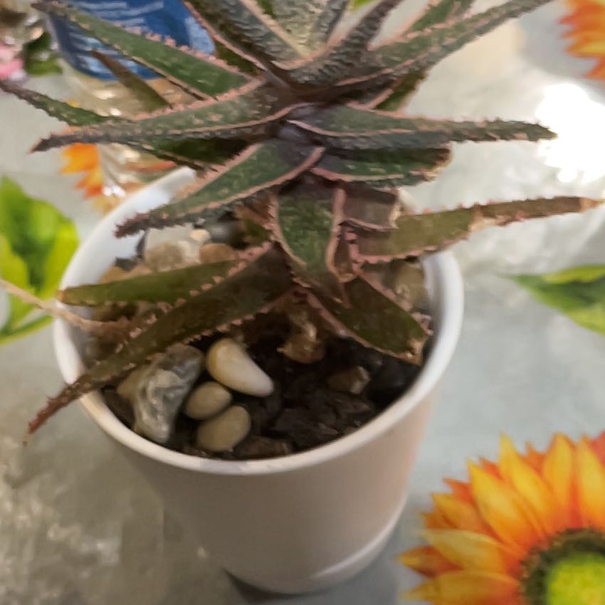 Photo of the plant species Purple Haze by @ComicNutgrass4 named Nemo on Greg, the plant care app