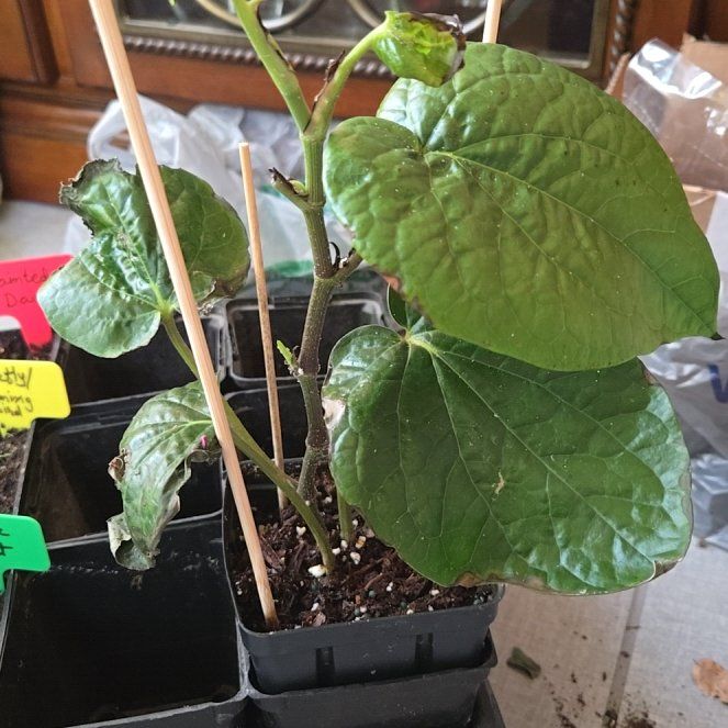 Photo of the plant species Paan by @DevotedKaraka named Zeus on Greg, the plant care app