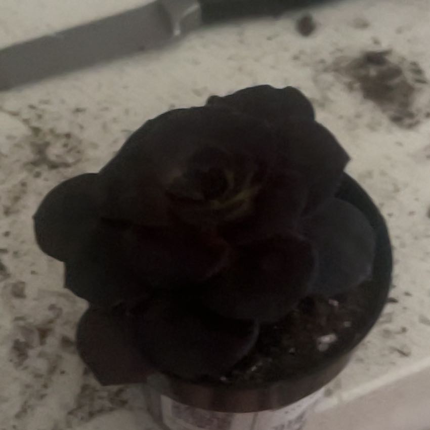 Photo of the plant species Aeonium 'Black Rose' by @JoyousCreamcups named Vogue on Greg, the plant care app