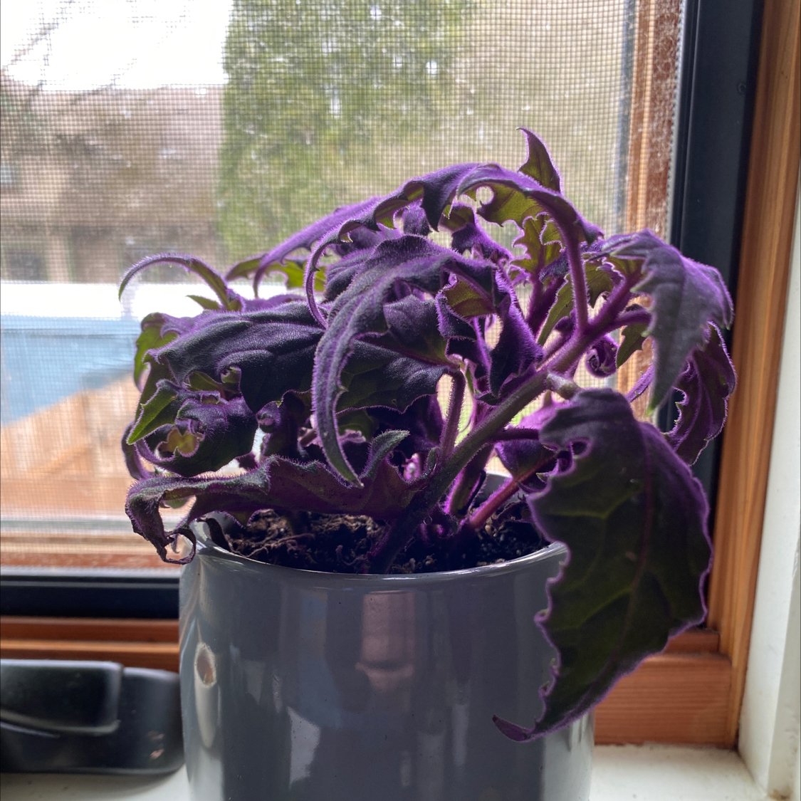 Purple Velvet Plant in a pot on a windowsill with some curled and discolored leaves.