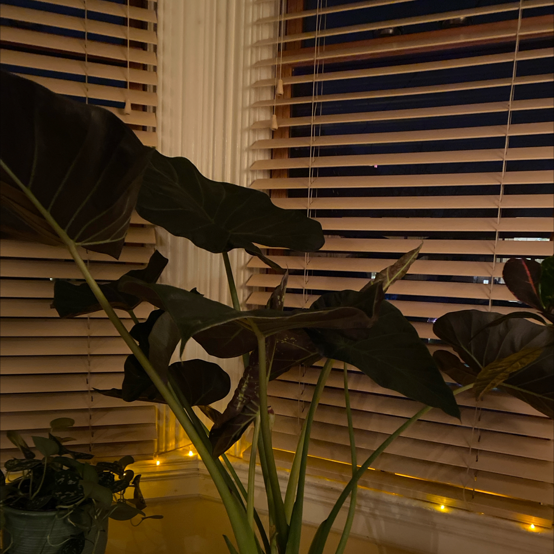 Indoor Alocasia 'Regal Shields' plant near a window with blinds, showing large dark green leaves.