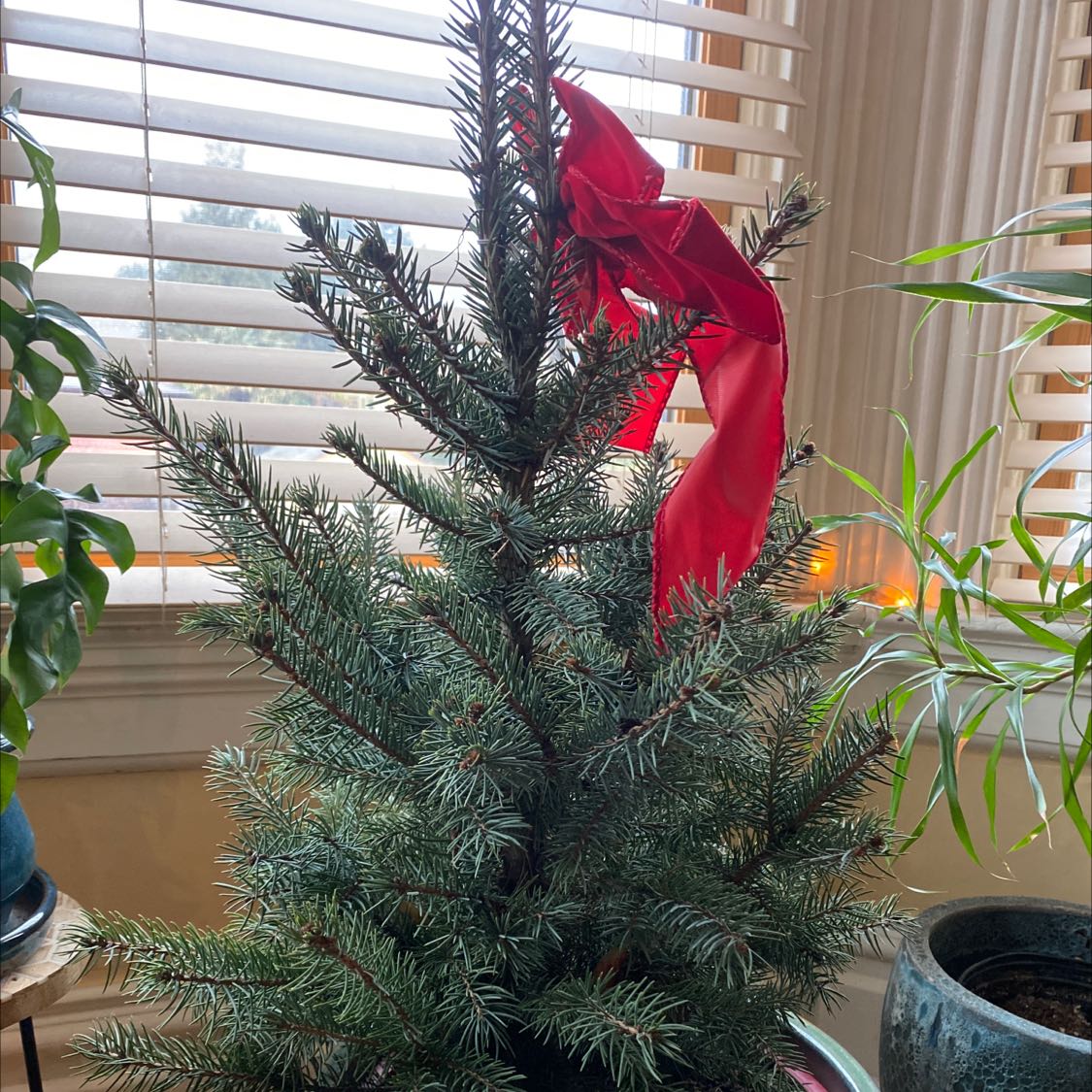 Indoor Blue Spruce plant with a red ribbon, surrounded by other plants and a window with blinds.
