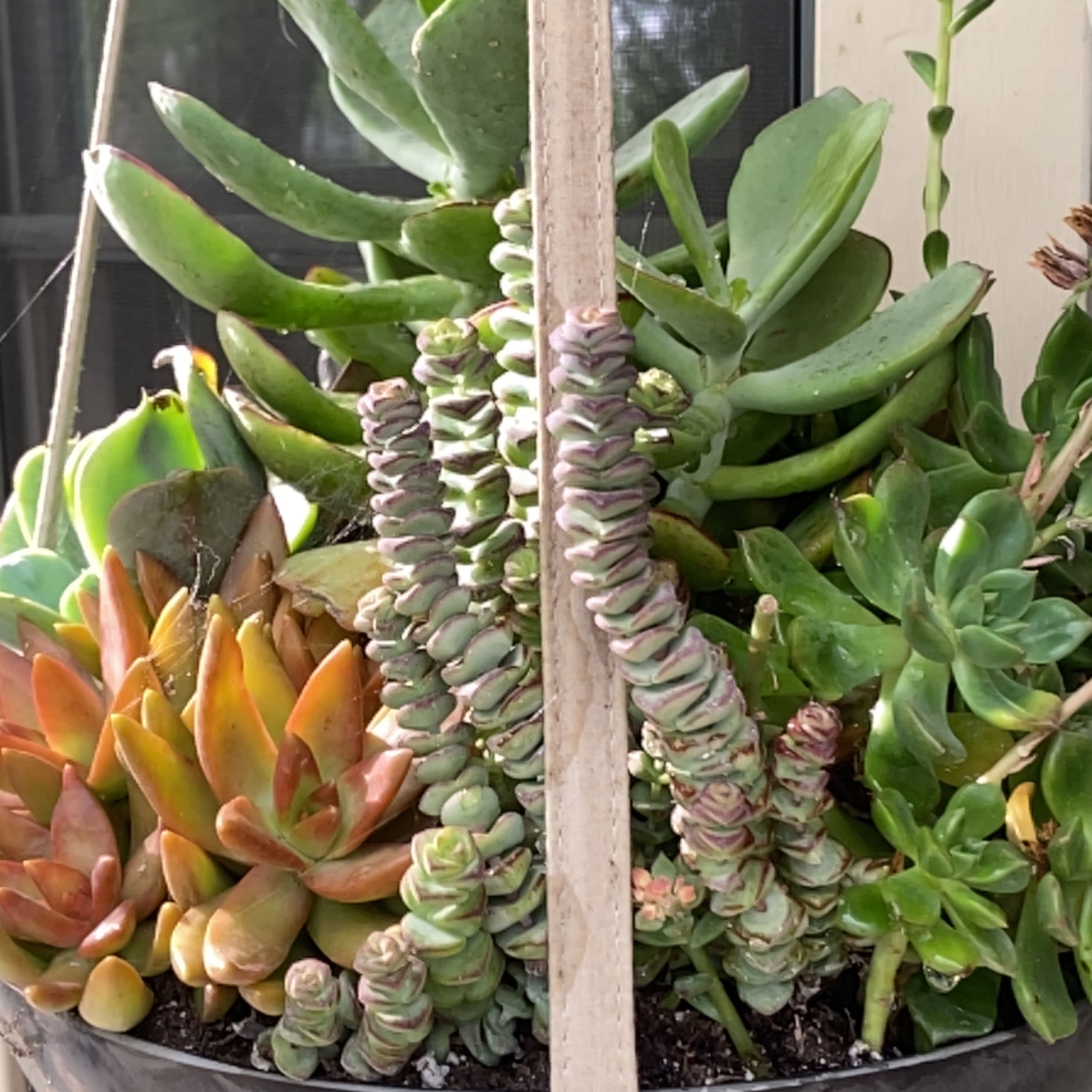 A variety of healthy succulent plants, including Red Pagoda, in a pot with visible soil.
