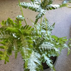 Photo of the plant species Pentagramma triangularis by @kendra named Gram on Greg, the plant care app