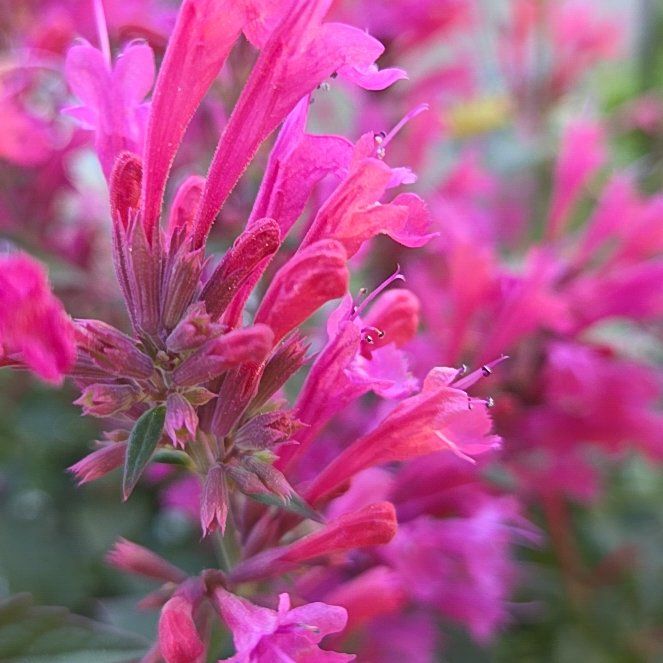 Photo of the plant species Morello Agastache by @RobustPetunia14 named Scarlett on Greg, the plant care app