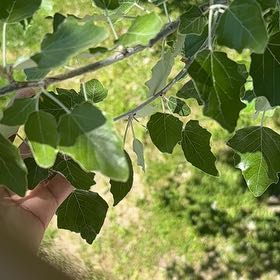 Photo of the plant species White Poplar by @SleekShamrock61 named Figyonce on Greg, the plant care app
