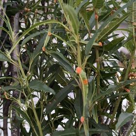 Photo of the plant species Large Kangaroo Apple by @FieryLithop98 named Aristotle on Greg, the plant care app