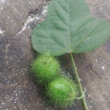 Photo of the plant species Fetid Passionflower by @RightlyPokaka76 named Navajo on Greg, the plant care app