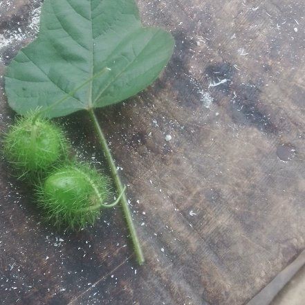 Photo of the plant species Fetid Passionflower by @RightlyPokaka76 named Plato on Greg, the plant care app