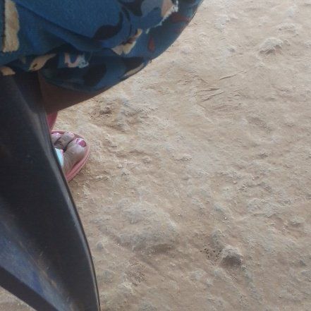 Photo of the plant species Kentucky Coffee Tree by @RightlyPokaka76 named Fernie Mac on Greg, the plant care app