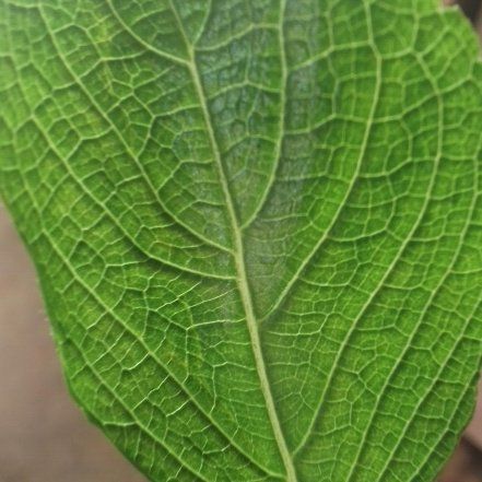 Photo of the plant species Goat Willow by @RightlyPokaka76 named da Vinci on Greg, the plant care app