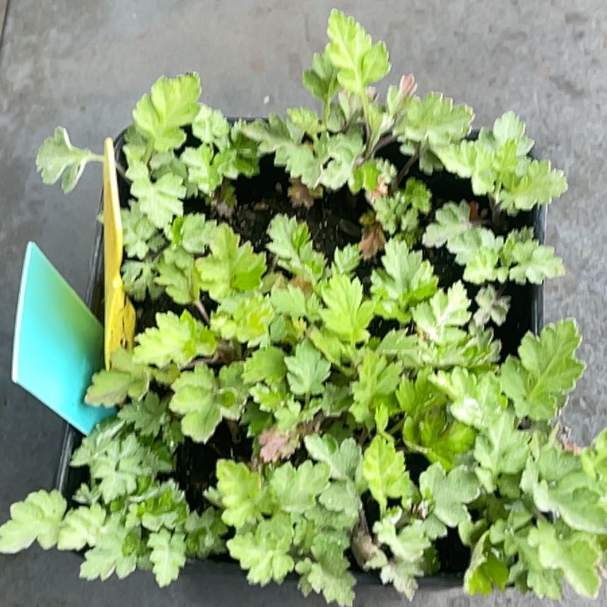 Photo of the plant species Japanese Mugwort by @ExpertBacopa8 named Curie on Greg, the plant care app