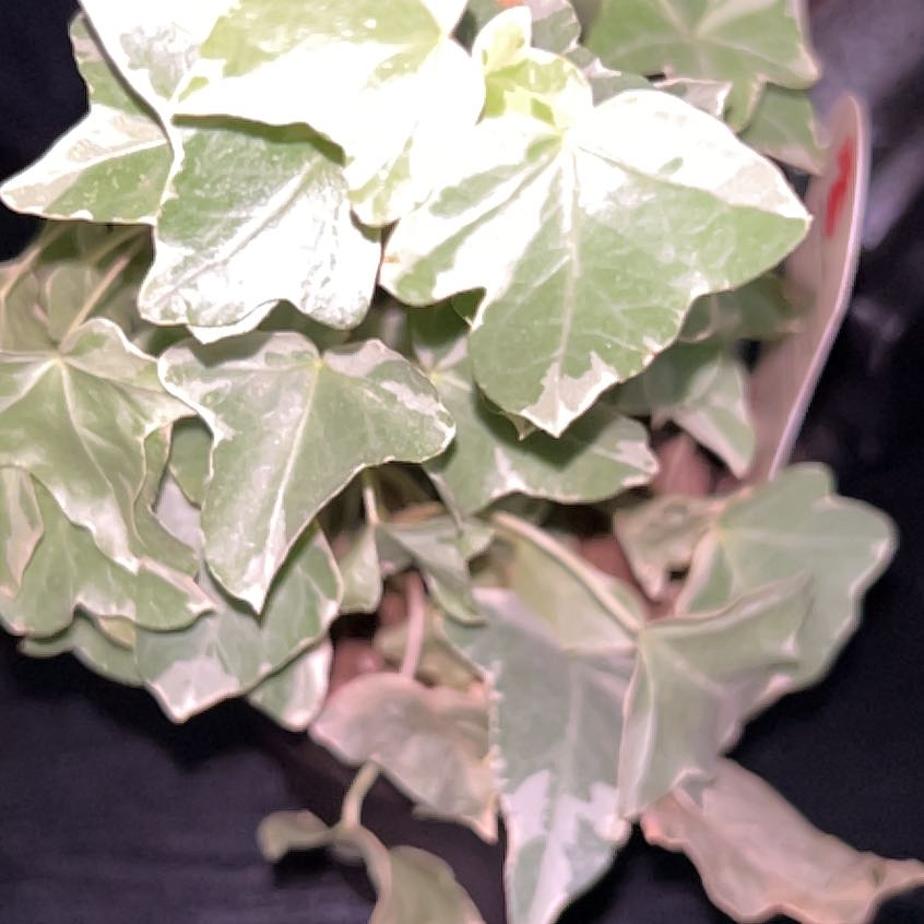 Photo of the plant species Jubilee Ivy by @KimsHappyPlace named Kendall on Greg, the plant care app
