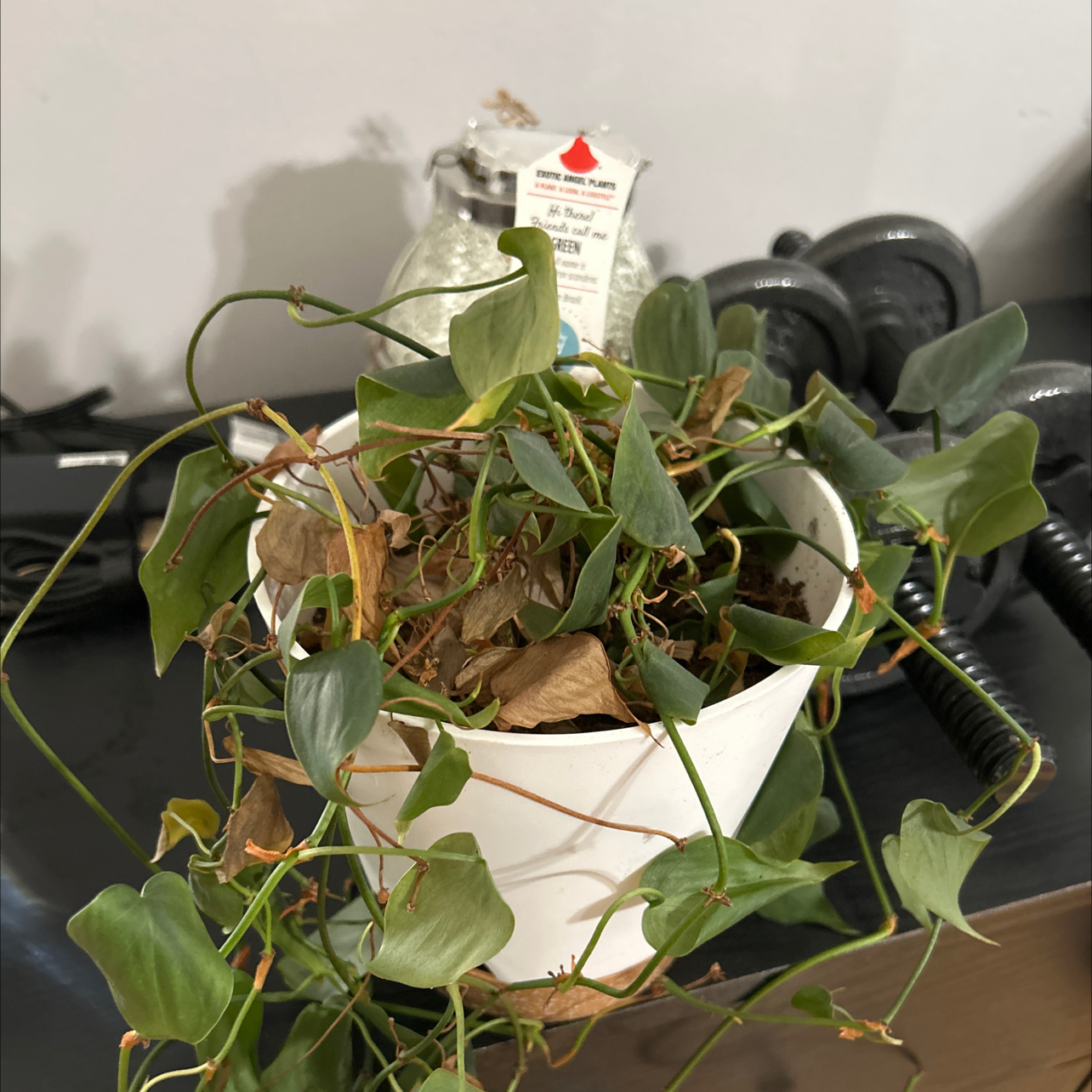 Photo of the plant species Green Philodendron by @KimsHappyPlace named James Dean (original living room plant) on Greg, the plant care app