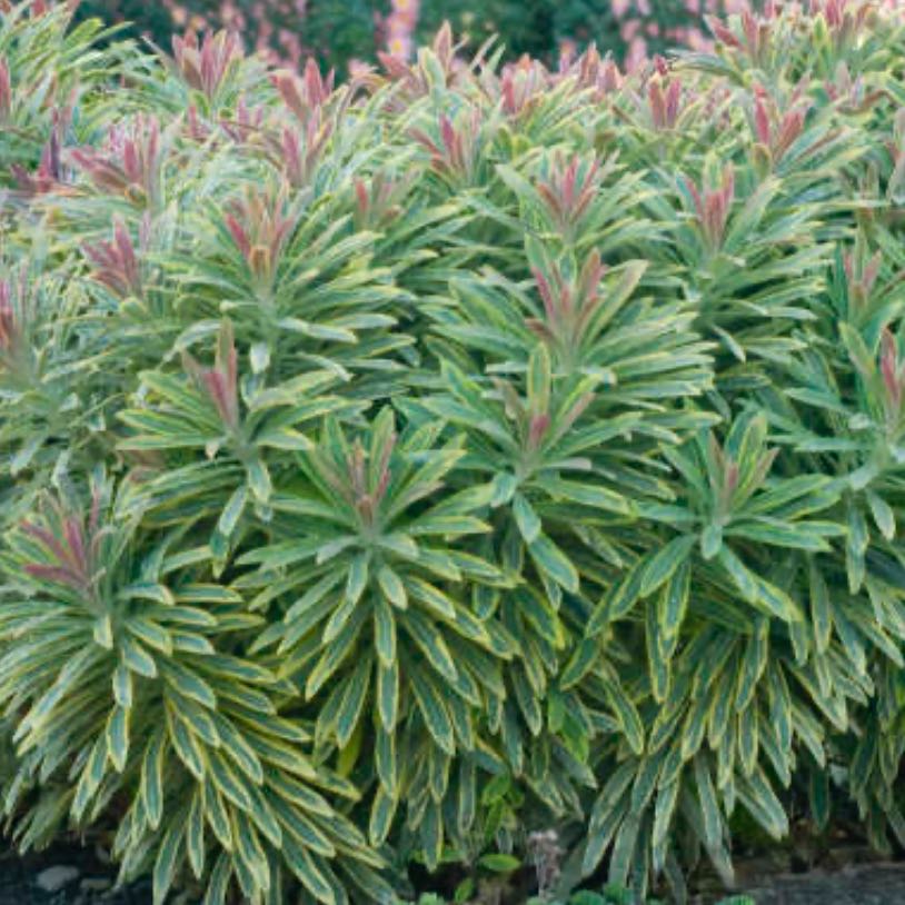Photo of the plant species Martin's Spurge by @SilkyAsarina23 named Tolkien on Greg, the plant care app