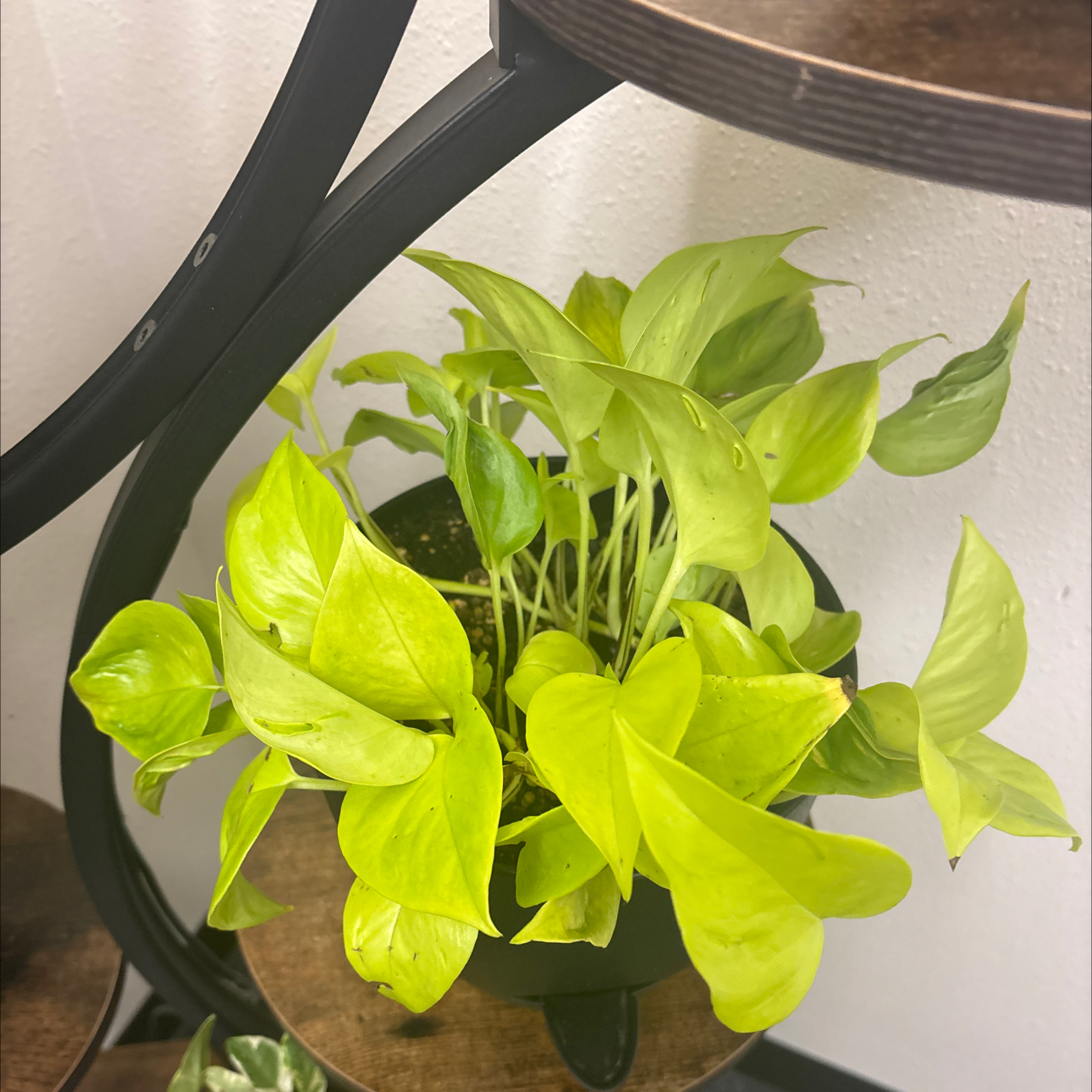 Photo of the plant species Neon Pothos by @abbeyjo named Tree Diddy on Greg, the plant care app