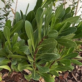 Photo of the plant species Cheirolophus by @BigWheatgrass94 named Fernie Mac on Greg, the plant care app