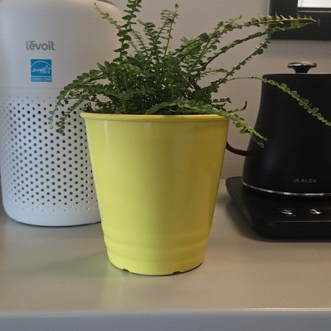 Photo of the plant species lemon butter fern by @TopPuriri98 named Gregarious on Greg, the plant care app