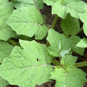 Photo of the plant species Cutleaf Groundcherry by @QuickLippia30 named Sage on Greg, the plant care app