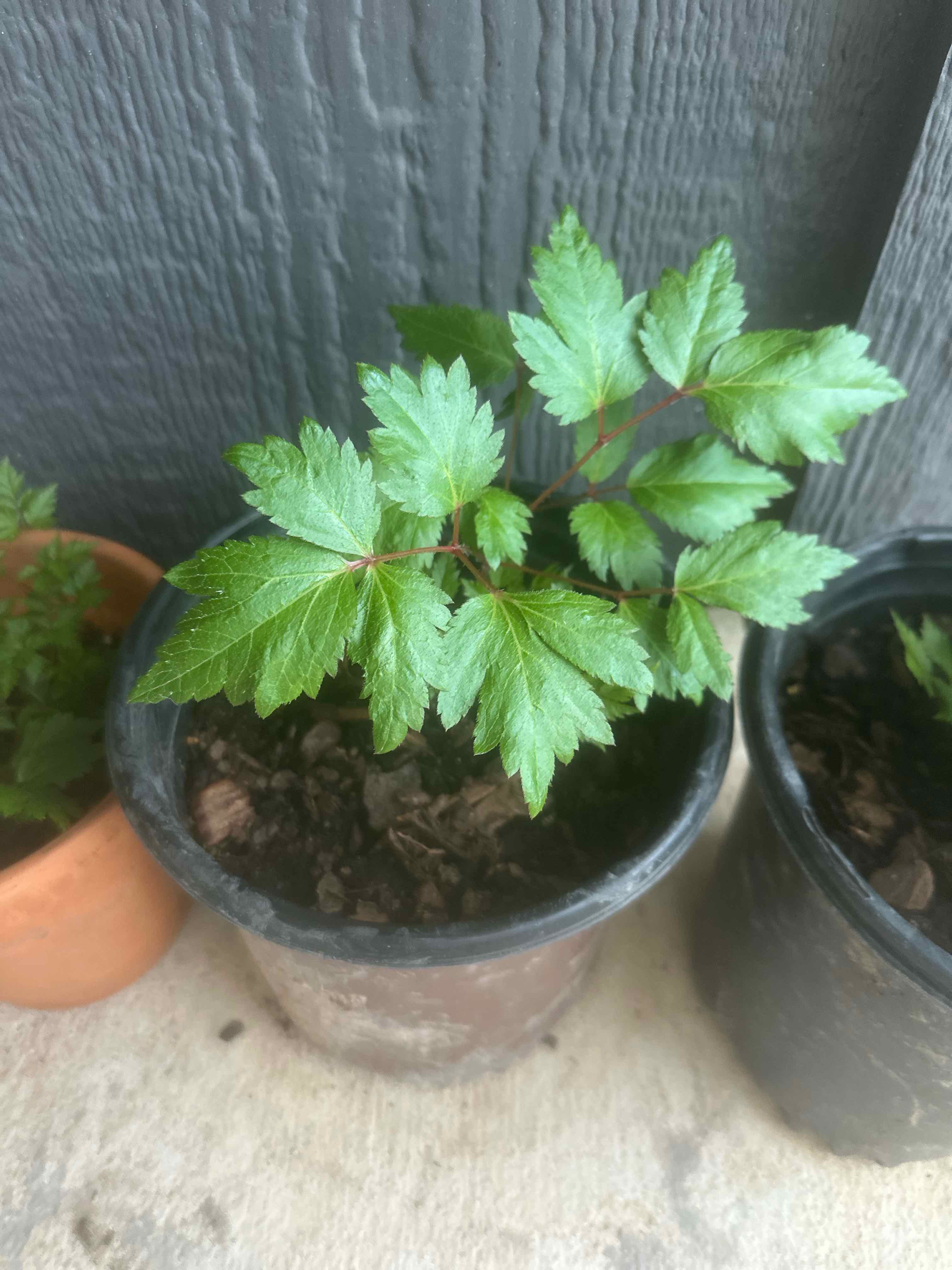 Photo of the plant species Astible by @TopRedflax47 named Rosa on Greg, the plant care app