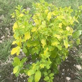 Photo of the plant species Sunshine Ligustrum by @TopRedflax47 named Terra on Greg, the plant care app