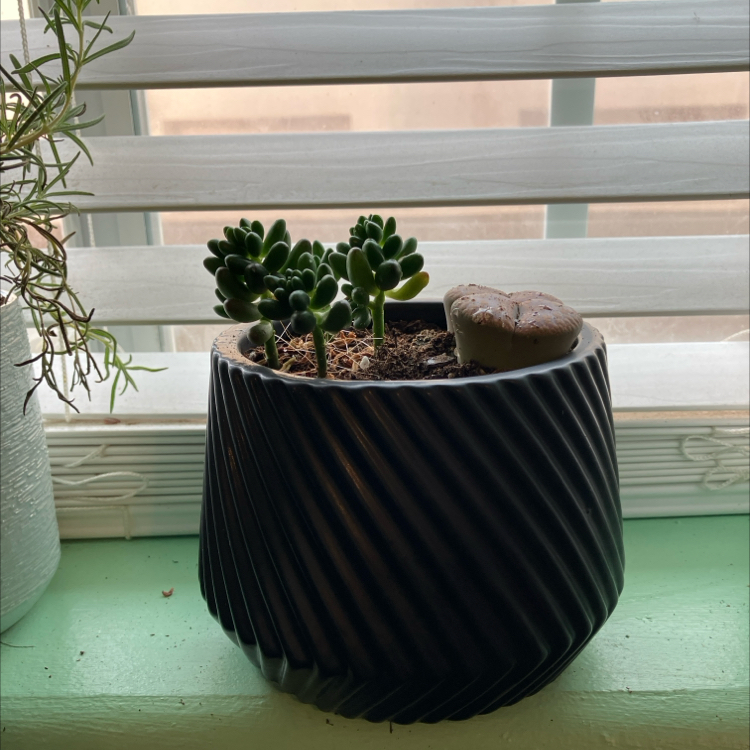 Photo of the plant species Sedum 'Pork and Beans' by @Sutti named Sonora on Greg, the plant care app
