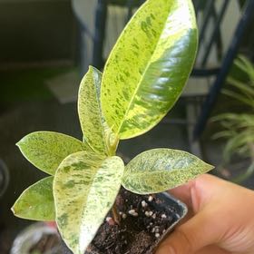 Photo of the plant species shivereana moonshine by @HipRhodora53 named Dorothy on Greg, the plant care app