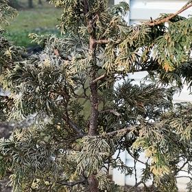 Photo of the plant species Dwarf Hinoki Cypress by @FullRedcap46 named Sage on Greg, the plant care app