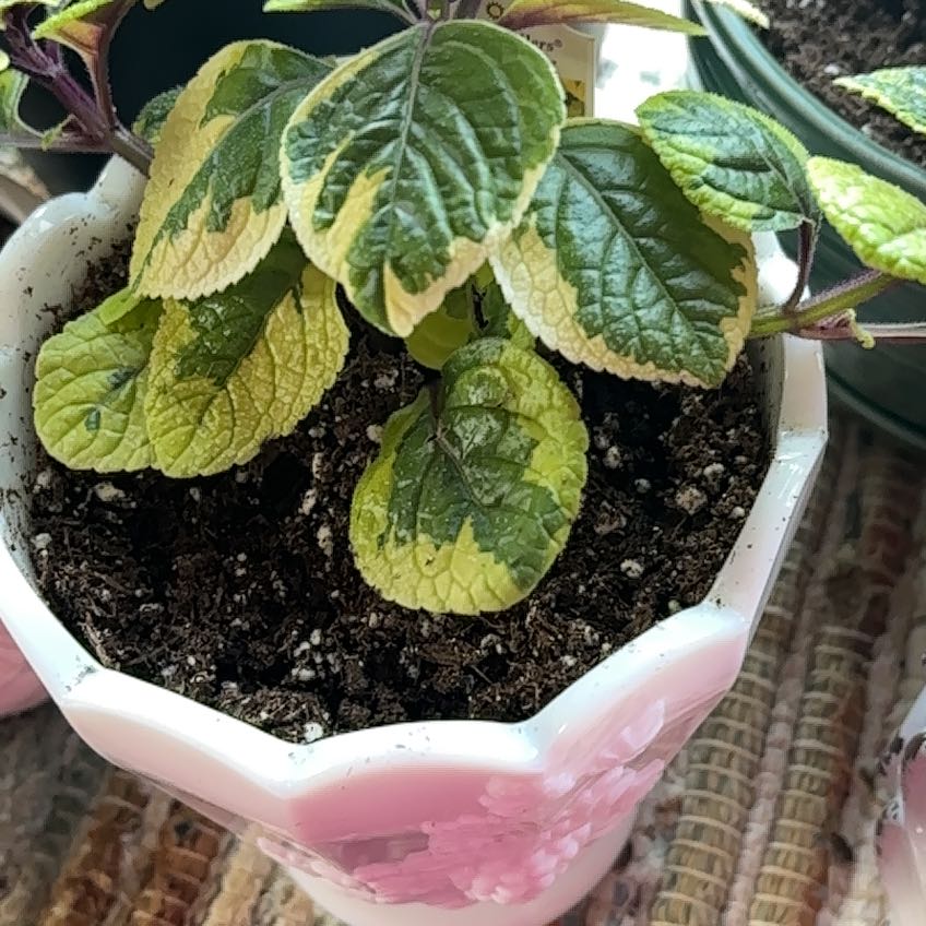 Photo of the plant species Plectranthus 'FanciFillers Guacamole' by @FancierHoyalisa named Aria on Greg, the plant care app