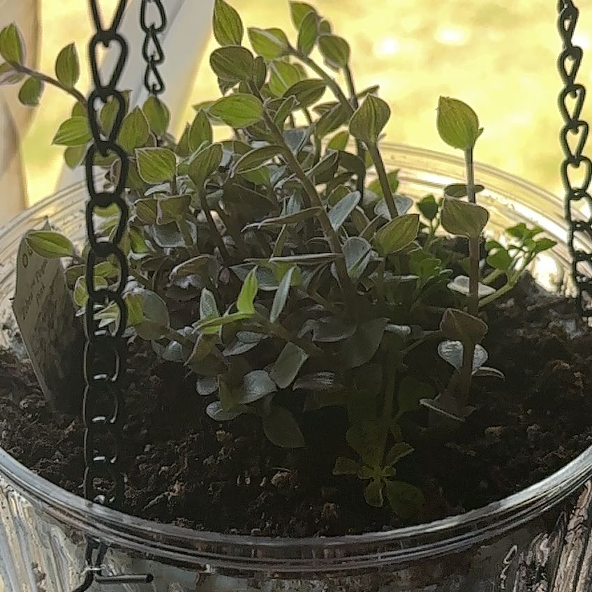 Photo of the plant species Wandering Jew by @FancierHoyalisa named Figyonce on Greg, the plant care app