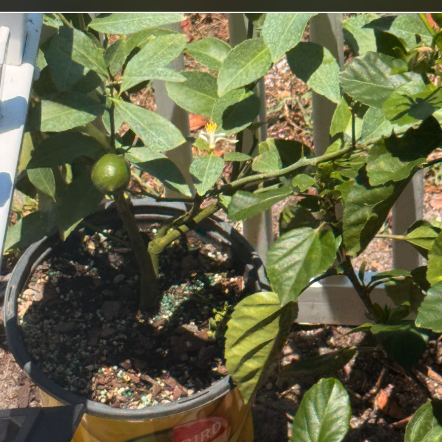 Photo of the plant species Harvey lemon Tree by @TastefulLolipop named Bieber on Greg, the plant care app