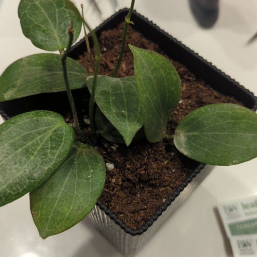 Plant care for Orchid on Greg, the plant care app