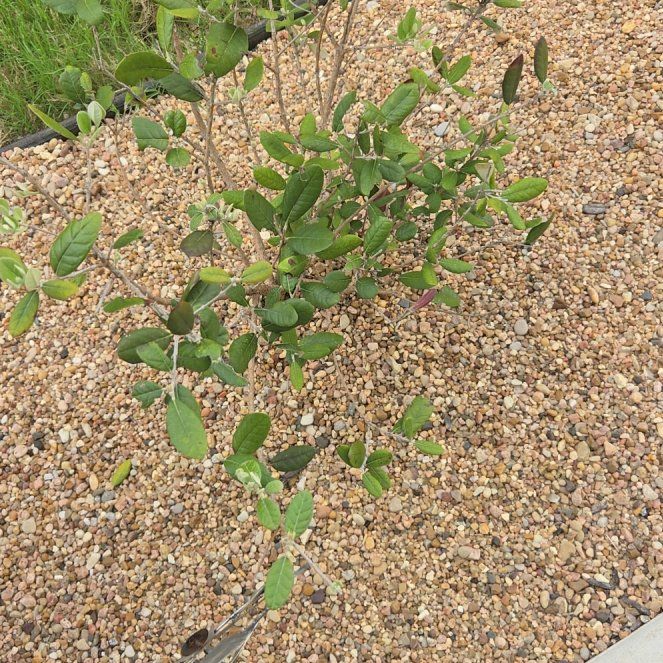 Photo of the plant species California Croton by @UrbaneTutu named Navajo on Greg, the plant care app