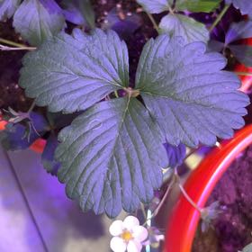 Photo of the plant species Chandler Strawberry by @HeirRedbean14 named Chandler Strawberry on Greg, the plant care app