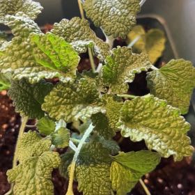 Photo of the plant species Horehound by @HeirRedbean14 named Horehound on Greg, the plant care app