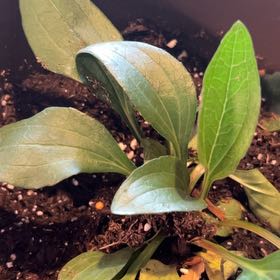Photo of the plant species Echinacea PRIMATM 'Ruby' by @HeirRedbean14 named Echinacea on Greg, the plant care app