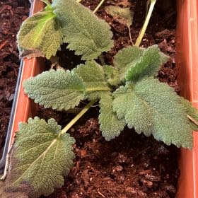 Photo of the plant species Clary Sage by @HeirRedbean14 named Clary Sage on Greg, the plant care app
