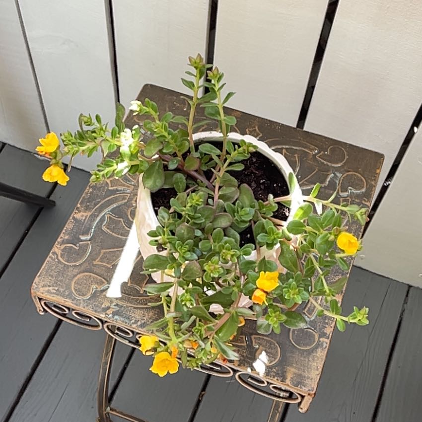 Photo of the plant species Portulaca grandiflora 'Yellow' by @TryCassava29 named Madonna on Greg, the plant care app