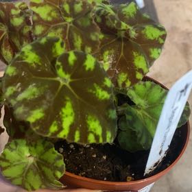 Photo of the plant species Rex Begonia Zumba by @BossRaggedrobin named da Vinci on Greg, the plant care app