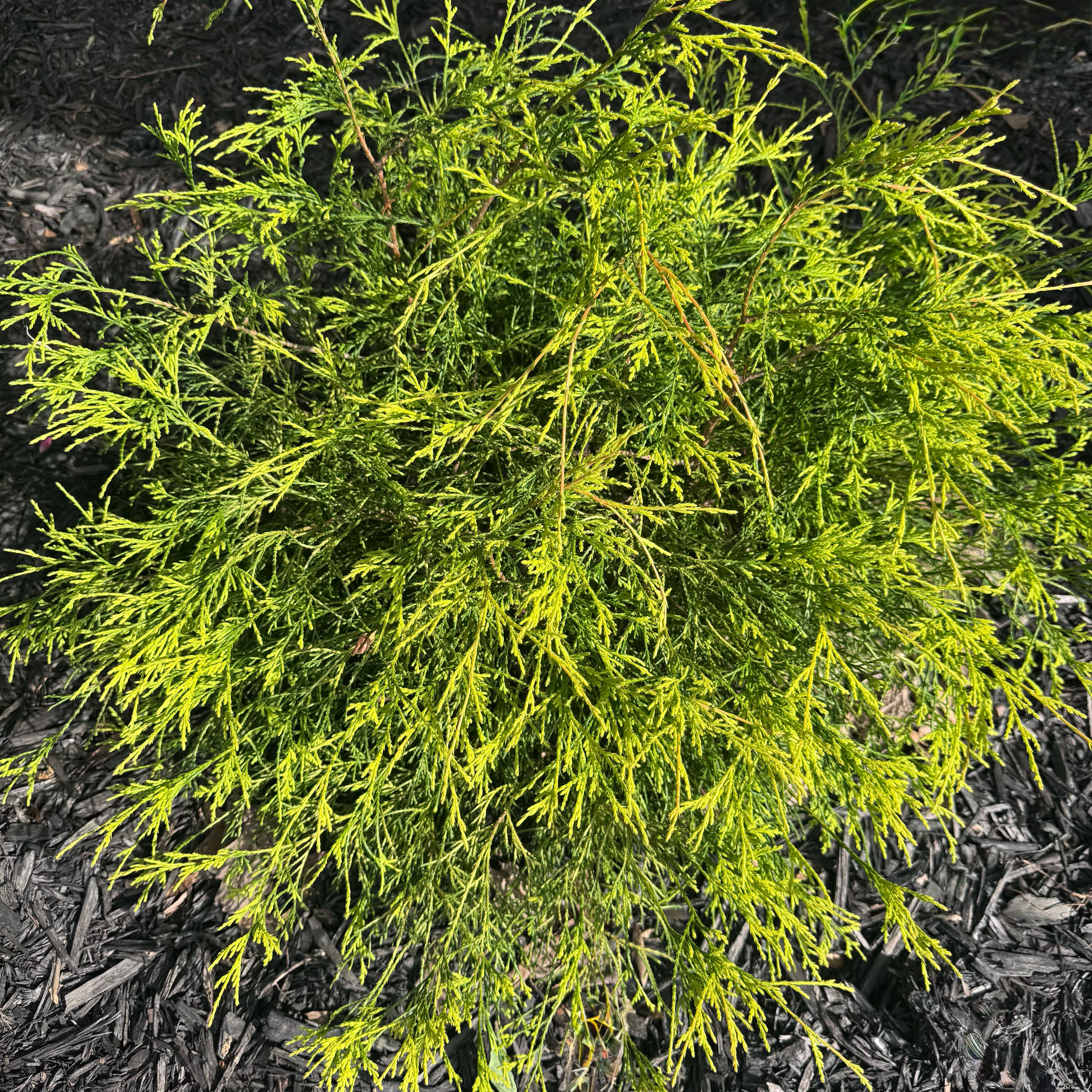 Photo of the plant species Chamaecyparis 'Gold Spangle' by @TheDeathSower named 𝗣𝗔𝗨𝗟𝗮 𝖣𝖾𝖺𝗇 on Greg, the plant care app