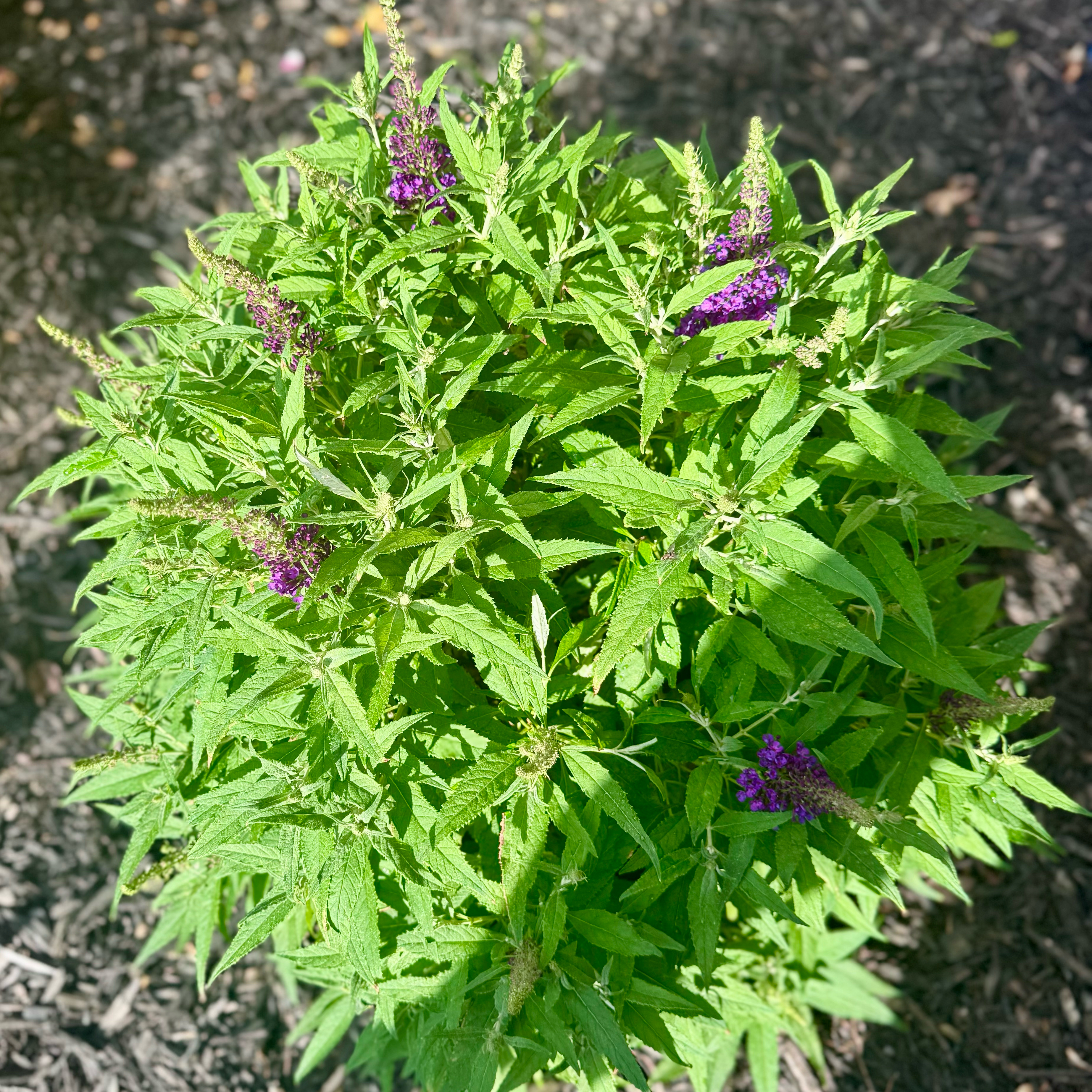 Photo of the plant species Butterfly CandyTM Lil' LavenderTM Butterfly Bush by @TheDeathSower named 𝖳𝗁𝖾 𝗪𝗶𝗻𝗴𝗲𝗱 𝗪𝗼𝗻𝗱𝗲𝗿 𝖶𝖾𝖾𝖽 on Greg, the plant care app