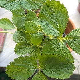 Photo of the plant species Seascape Strawberry by @RoundRedcap44 named Surya on Greg, the plant care app